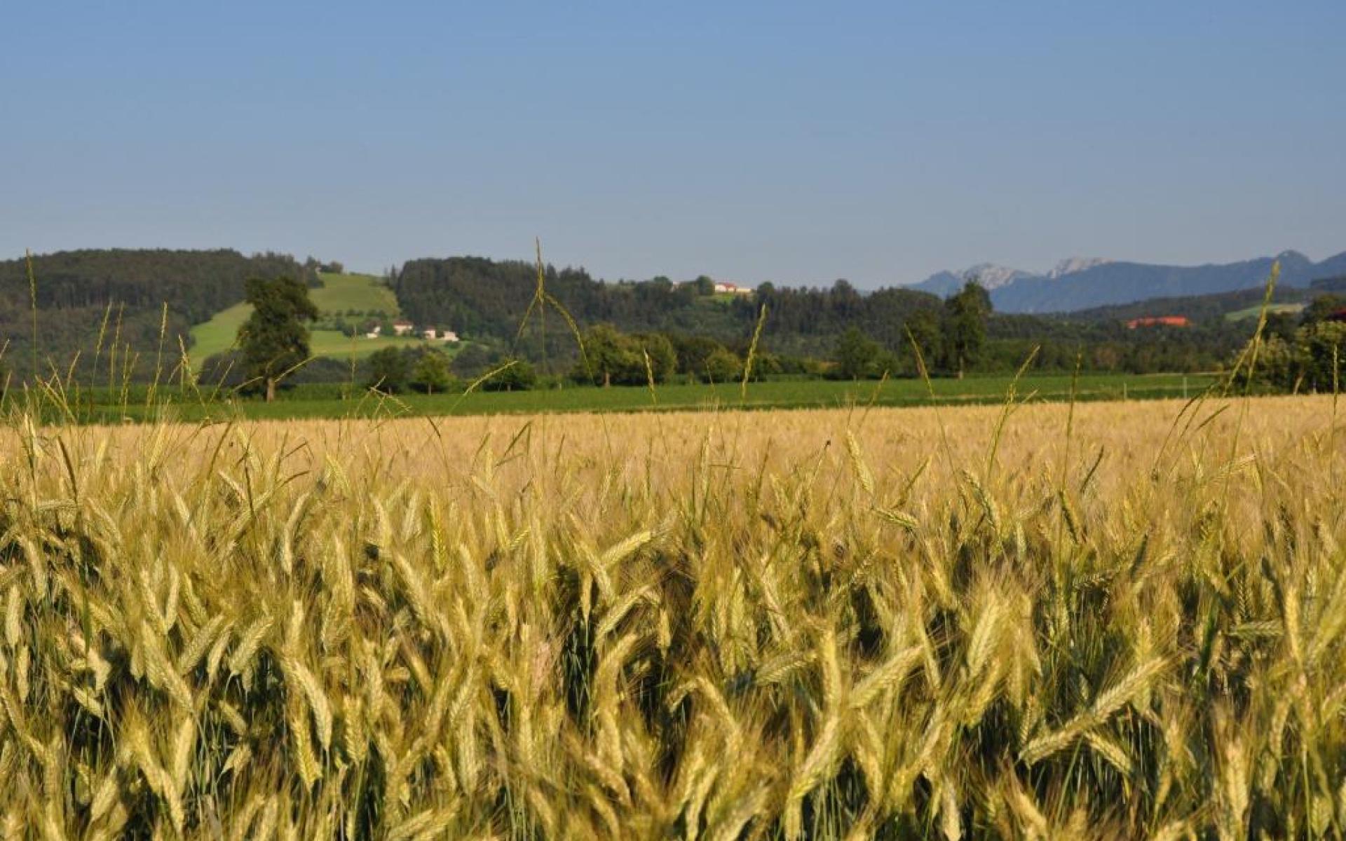 Sommer